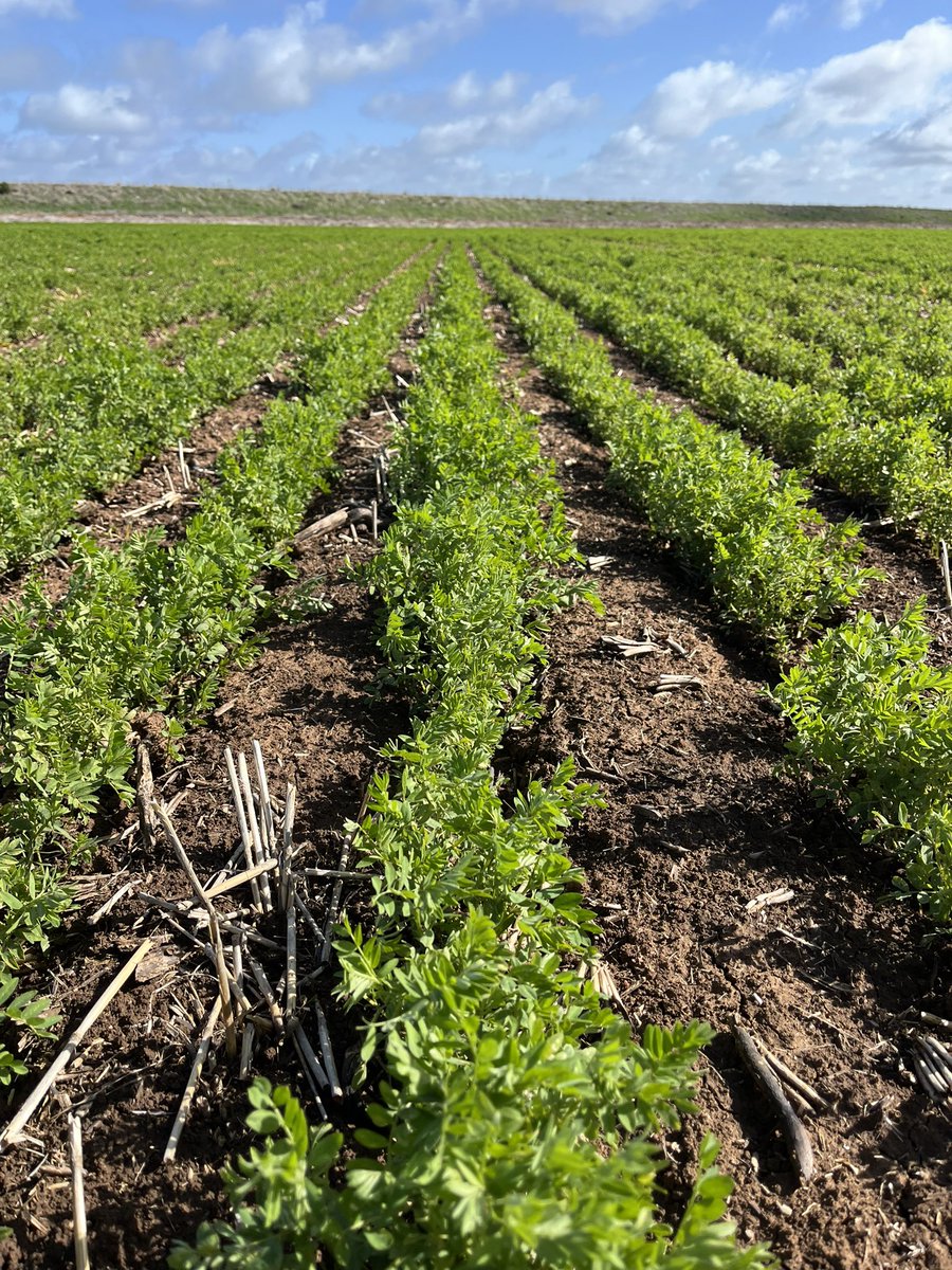 Crop check in Boort this week — the difference a few extra sunshine hours &amp; degrees make at this time of year to <a href="/pioneerseedsau/">Pioneer Seeds - Australia</a> 421C, <a href="/PacificSeeds/">Pacific Seeds</a> Matador &amp; Thunder lentils.