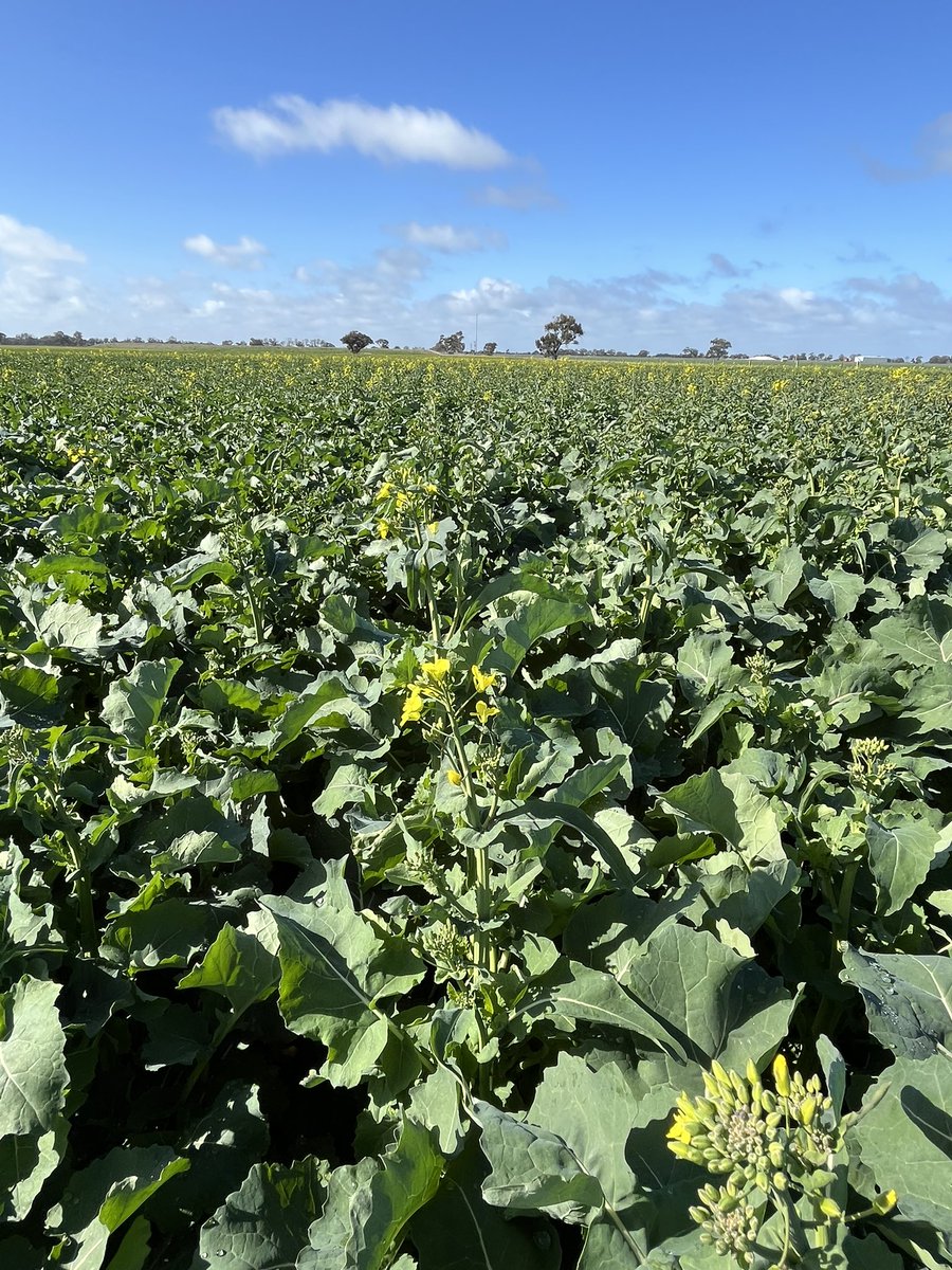 James Ferrier tweet media