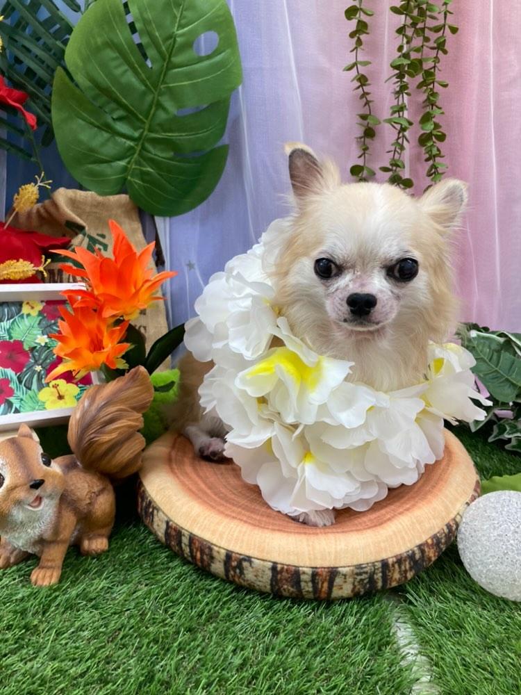 夏だー
きなこの夏特集🌻