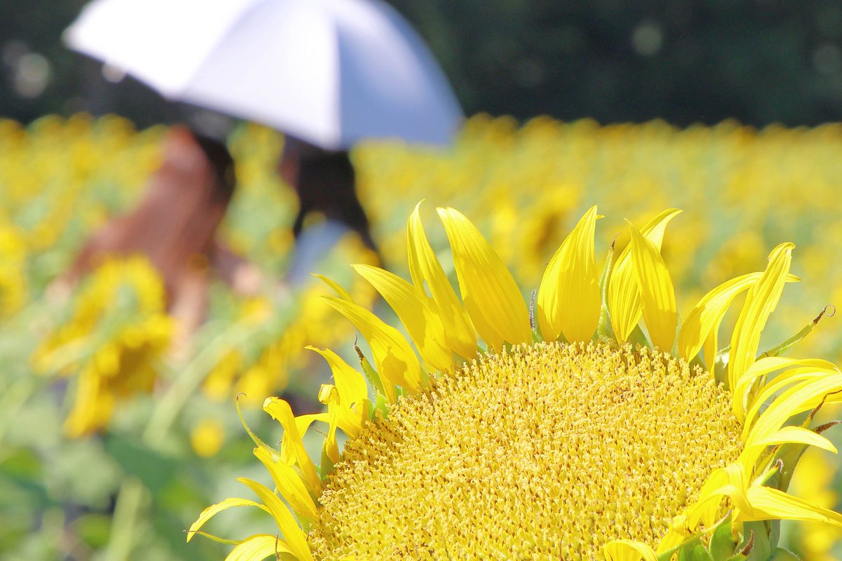 ME43732667's tweet image. ひまわりの里
#写真好きな人と繫がりたい 
#キヤノン党でほめあいたい