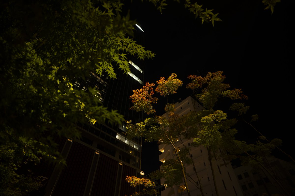 夏に染まる紅葉

#写真好きな人と繫がりたい 
#写真撮ってる人と繫がりたい 
#私とニコンで見た世界 
#ファインダー越しの世界 
#キリトリセカイ
#Nikonzf