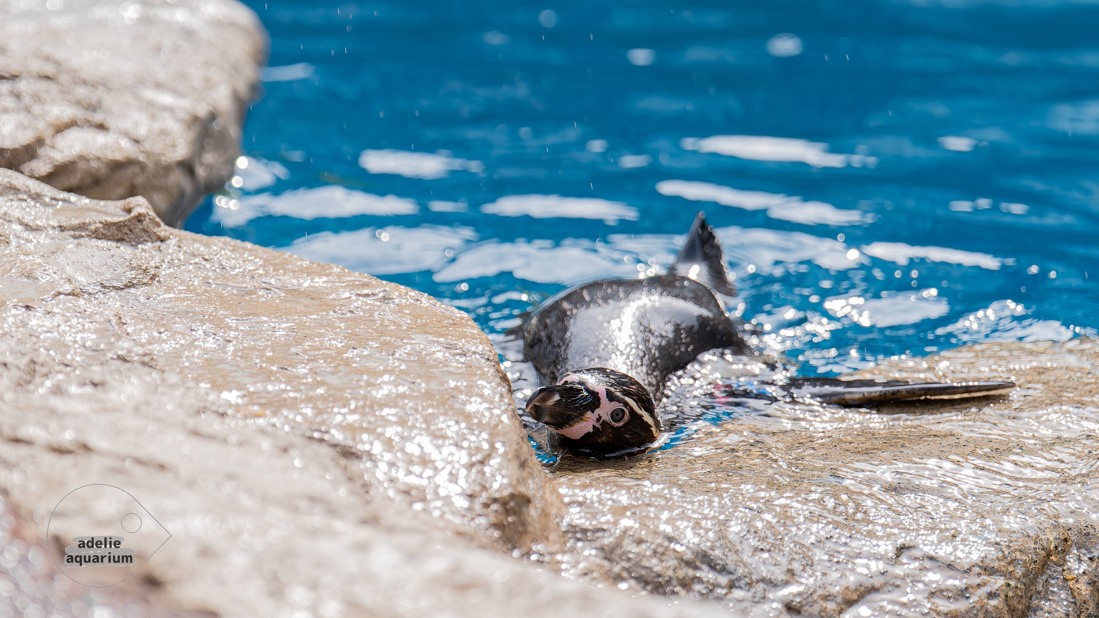 ❌水族館好き(❁ᴗ͈ˬᴗ͈)水族館の生き物 あむっ🐾 📍鳥羽水族館のキラちゃん #鳥羽水族館 #TOBAAQUARIUM