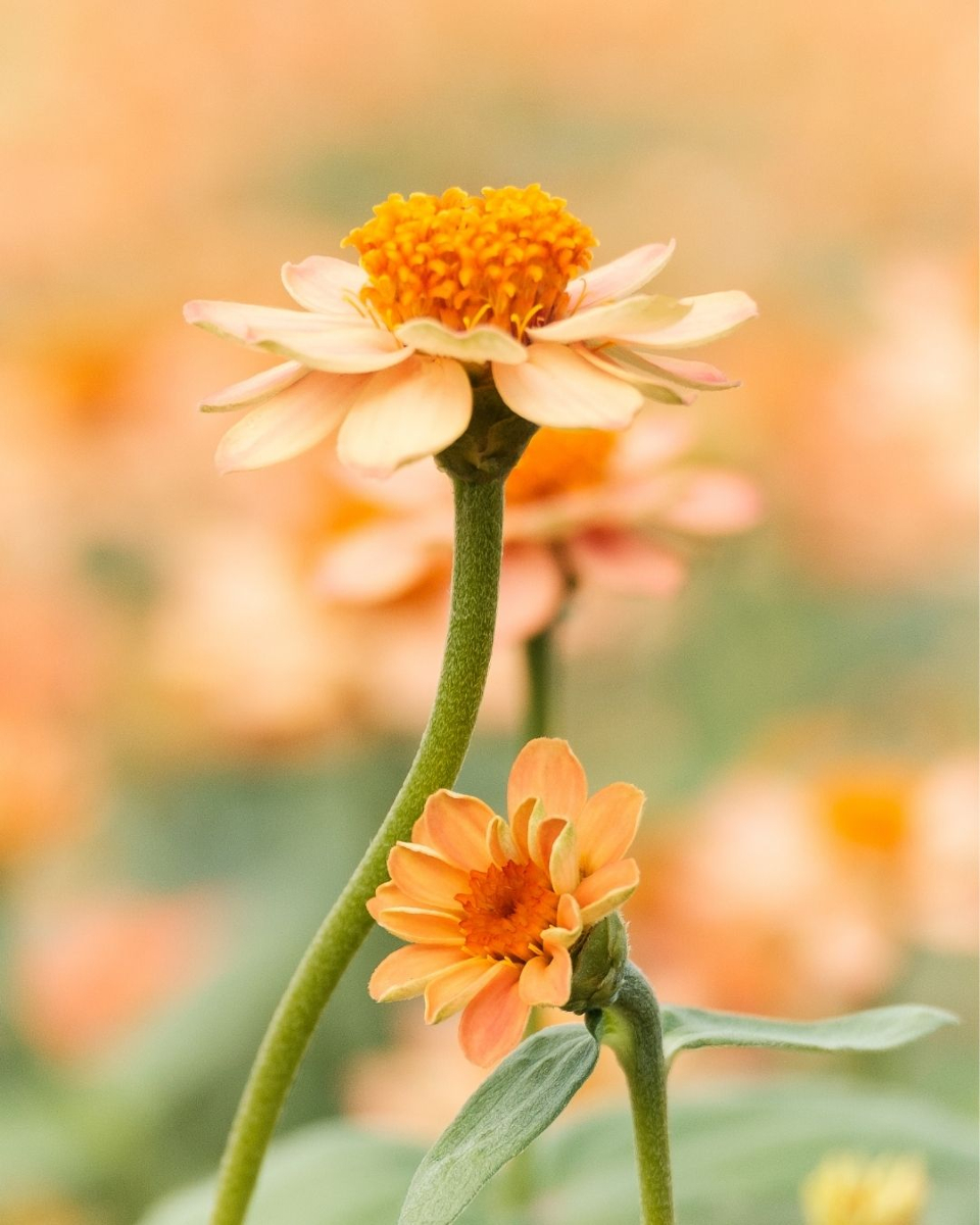🌼 Cada flor guarda un secreto de bienestar. Las flores medicinales son mucho más que belleza: son sabiduría ancestral, salud natural y cuidado desde la raíz. 

#floresquecuran #sabiduríabotánica #pharmadusbotanicals
