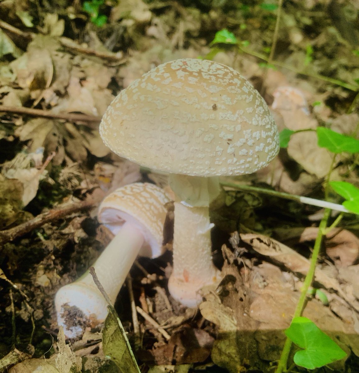 jamko69's tweet photo. Lots of fungi fruiting in the ancient woodland of RSPB Forewood, Crowhurst. Russulas, Boletus, Amanitas and King Alfred Cakes. ⁦@SussexWildlife⁩ ⁦@Natures_Voice⁩ https://t.co/W7v2GE1g2u