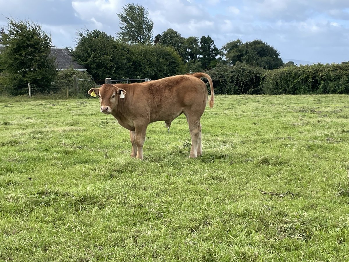 oneille123's tweet photo. PBR Limousin bull sired by Mereside Favori. April born, shaping up nicely.
⁦@SBullbank⁩ https://t.co/zEDkySRyo7