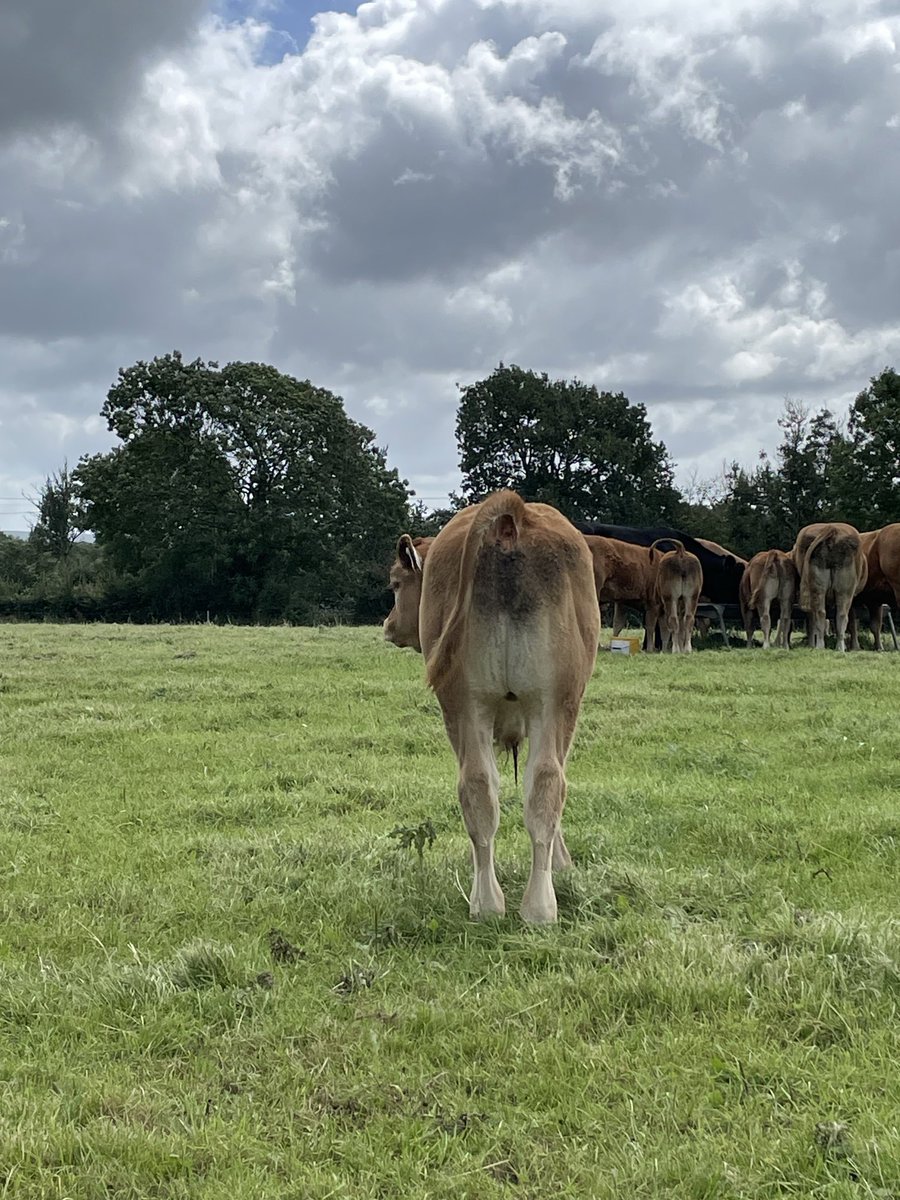 PBR Limousin bull sired by Mereside Favori. April born, shaping up nicely.
⁦<a href="/SBullbank/">BullBank Seamus Nagle</a>⁩