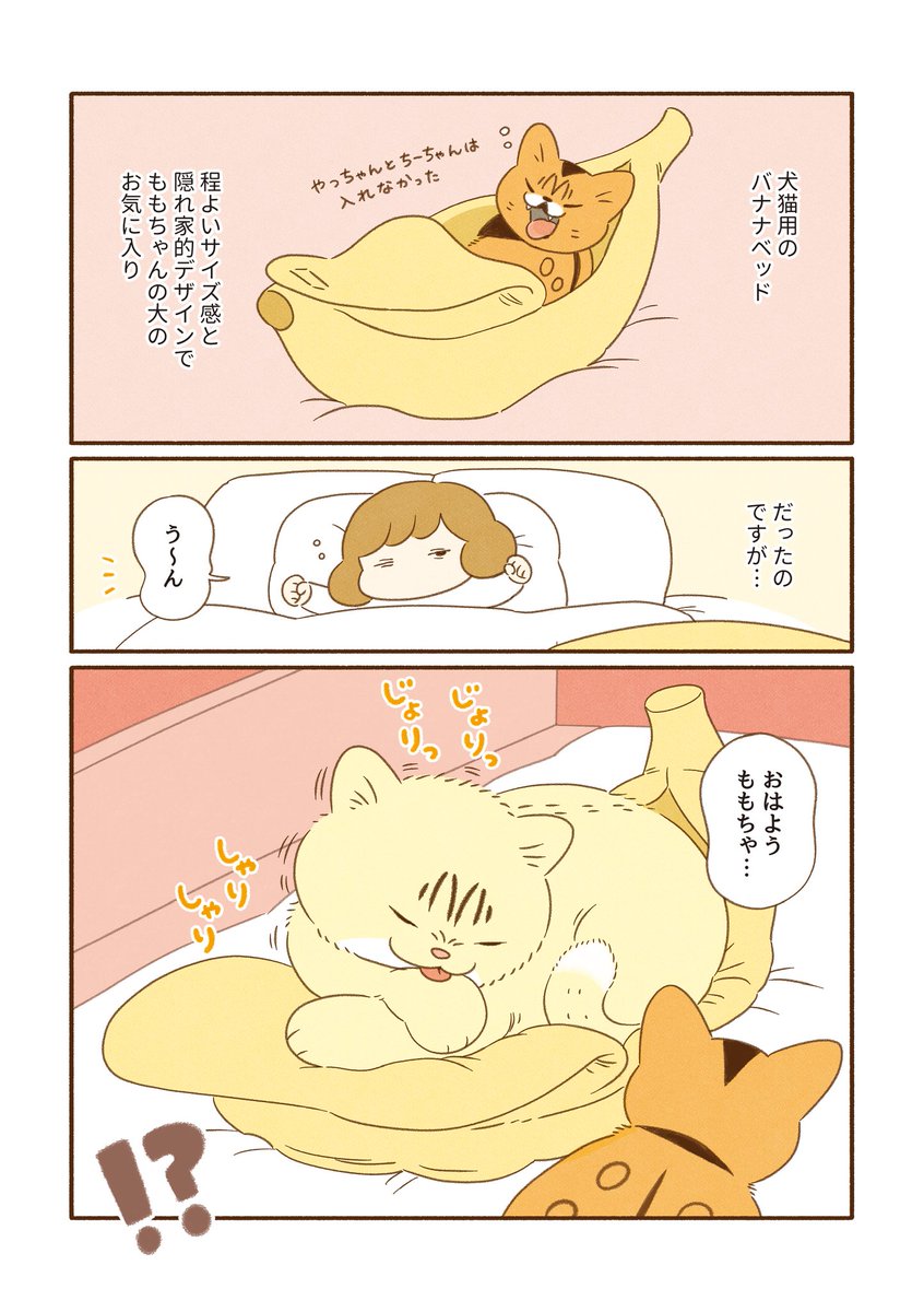 ももちゃんが愛してやまない 犬猫用バナナベッドのお話🍌
