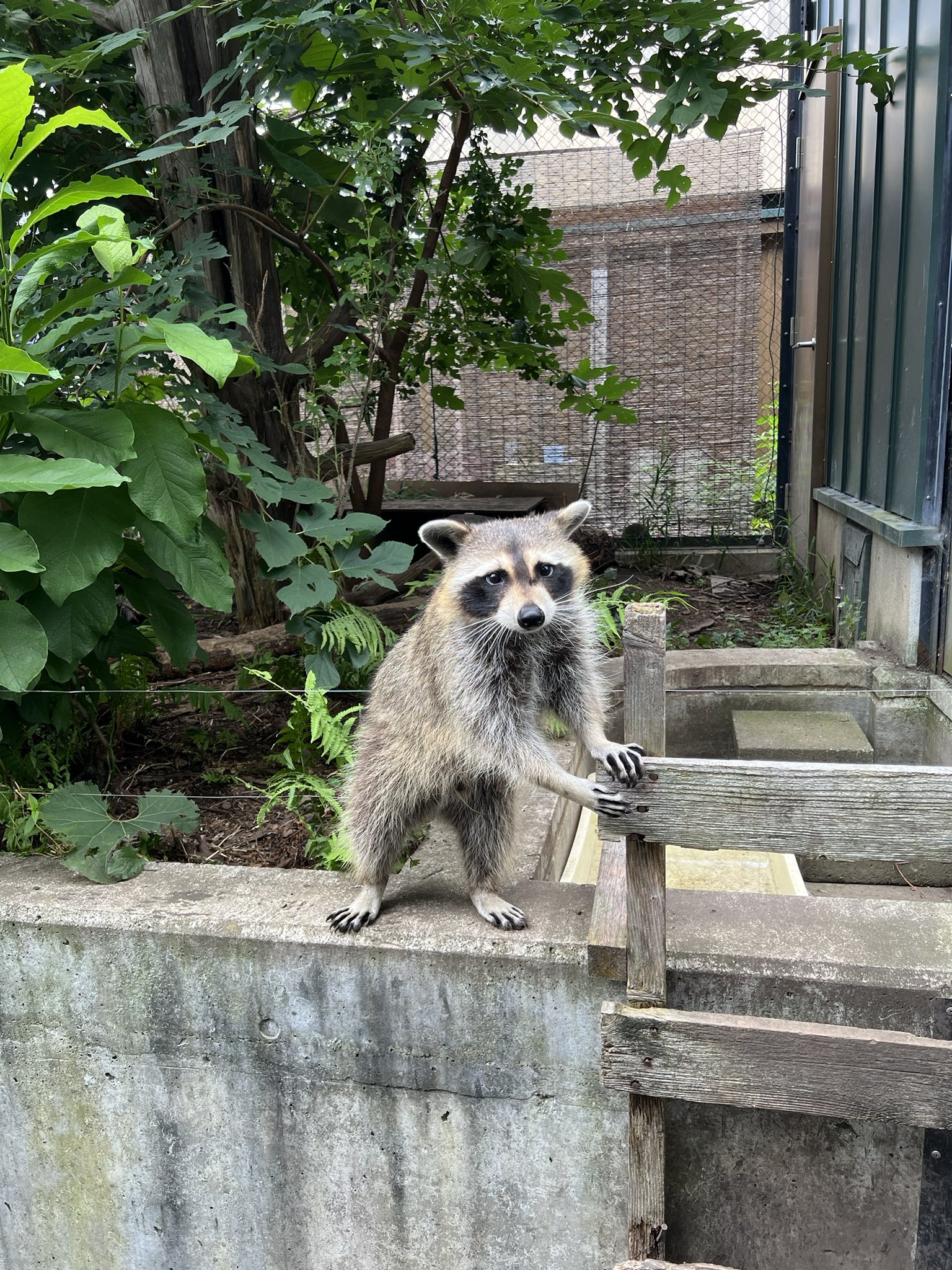 ※アライグマ(15日まで) アライグマ - Search / X