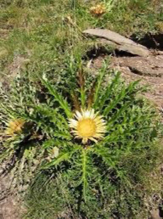 arobasq's tweet photo. Osteguna 7-8-25 #Thermidor21 🗓Républicain - Jour de #Carline - plante herbacée pousse dans les rocailles. Racine épaisse aux propriétés sudorifiques est un des composants de l’élixir qui assure longue vie et bonne santé. Racine employée par Charlemagne  pour guérir ses soldats. https://t.co/gzDdPy3Ah1