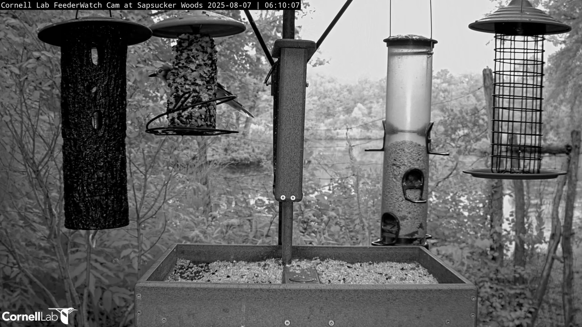06:09, 8/7   The morning parade continues with the arrival of a Blue Jay   #cornellfeeders