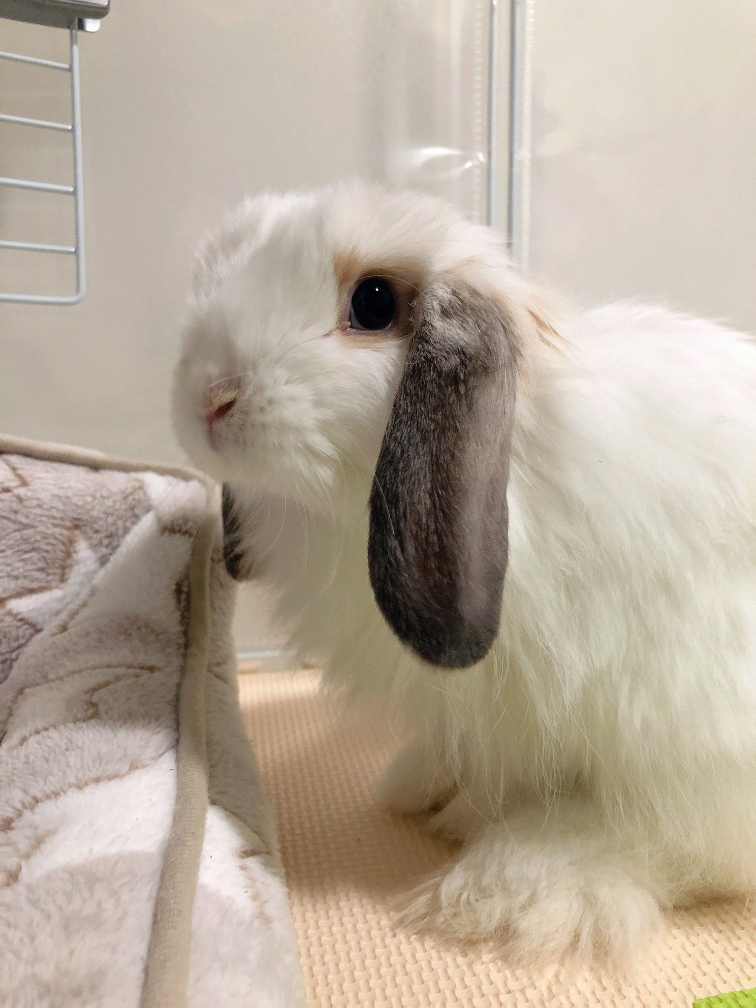 かわいいウサギページ 61YBWJB9EkL._UF350,350_QL50_.jpg