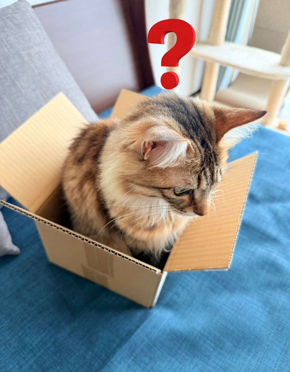 狭そう

#今日のにゃとぴ  
#猫のいる暮らし𓏲𓎨 #cat 
#ねこかわいいね