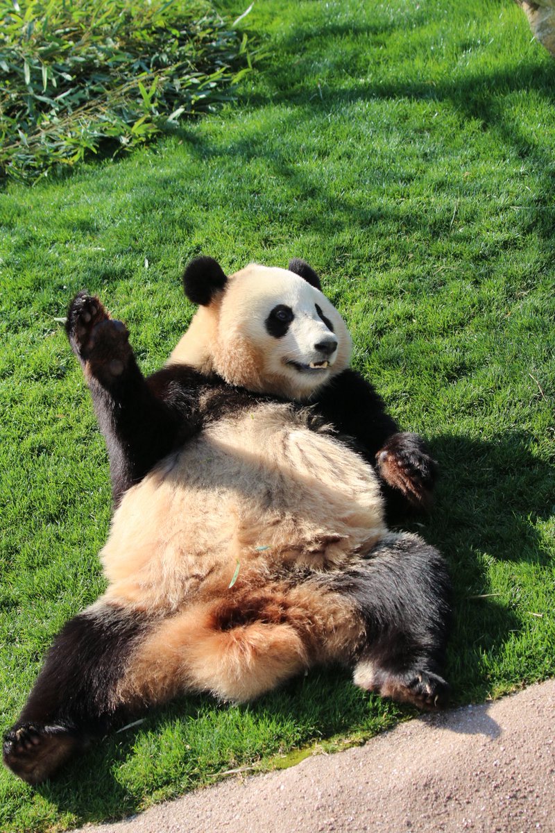 パンダさま確認ページ♡ たじパンダ - Search / X