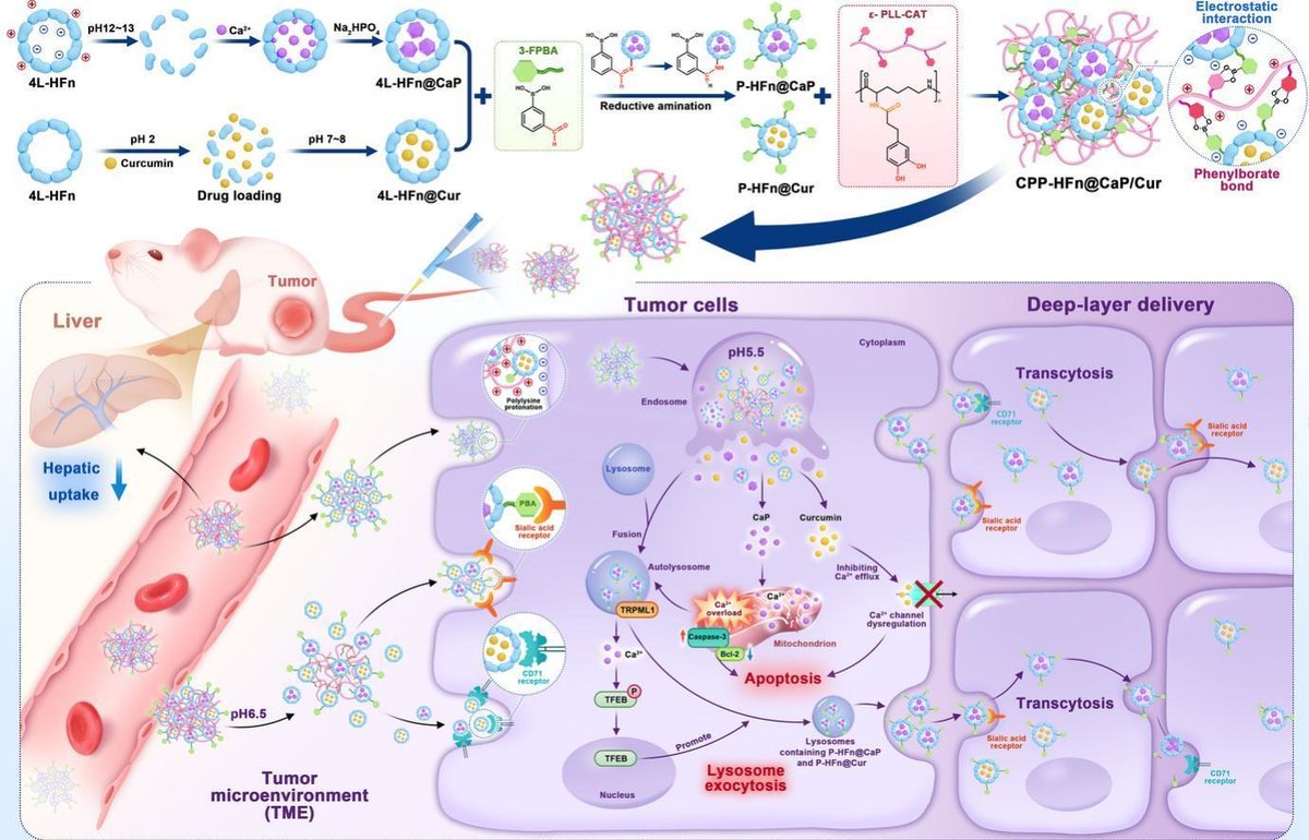 JCRnEDITORS's tweet photo. Polymerized Apoferritin: A promising carrier for efficient compartmentalized and deep-layer delivery of calcium donors in tumor Ca overload therapy.
| Xiaole Qi, China Pharmaceutical Univ. |
[50 days' free access]
#apoferritin #phenylboronate
https://t.co/qSxe0yOg39 https://t.co/sEWGSpZguB