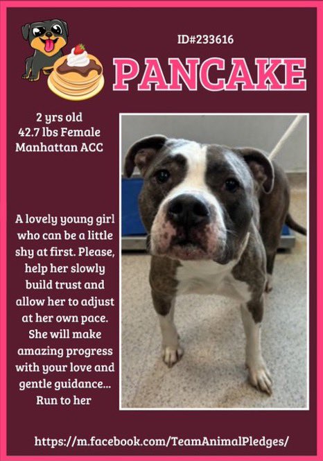 Pancake arrived2️⃣days ago to the Manhattan ACC of NYC😞This Gorgeous2️⃣yr old girl looks so forlorn in her intake pic 😖She’s so lost w/no1️⃣in the🌎to help her 😭 Will 🫵🏻 be that person for Pancake🙏🏻 Imagine looking into her beautiful eyes daily🤩🙏🏻♥️🙏🏻

nycacc.app/#/browse/233616