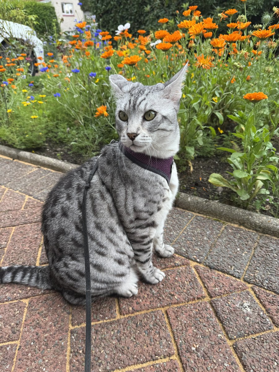#HedgewatchForMagic

For My dear litto fren Magic 😿🖤🐈‍⬛
Up there scooting along Heavens Highways 🌈 on da famous Purple Haze 🏍️
We miss ya fren……an 
Mom Loves ya soooo much 😿💔…..🐈‍⬛🖤

#Hedgewatch
