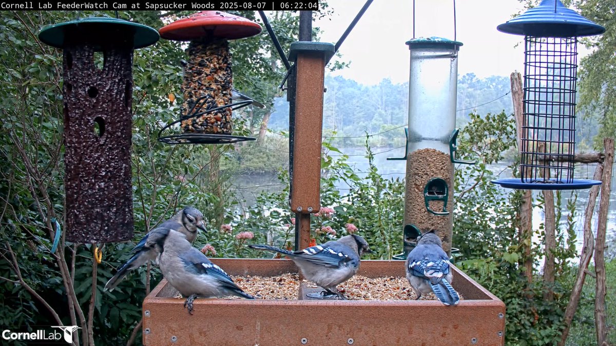 06:21, 8/7   Come join the Blue Jay breakfast party!  #cornellfeeders