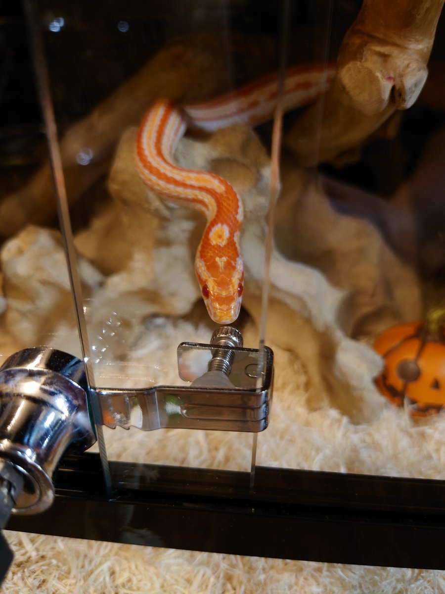 寄ってきたけどご飯は明日なのよ(^^;)