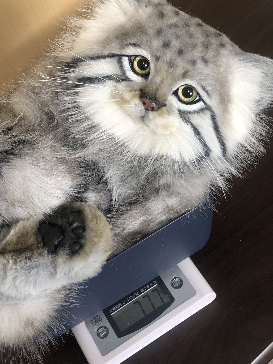 まなあきちゃん御予約❤ちゅるんオメメの子猫ちゃん♡うるうる♡アートドール♡ ochamemö ○△□｜おちゃめも (@rik27xxx) / Posts / X