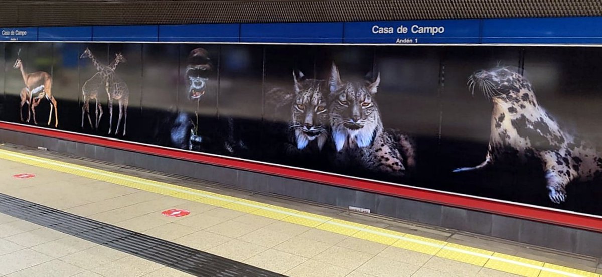 👉 Si vas este verano al Zoo de Madrid, recuerda que el mejor modo de llegar es Metro. 

🚇 Casa de Campo, L5 y L10.

💡 Aprovecha para descubrir las fotografías de Pedro Jarque que decoran la estación.

#AlZooEnMetro