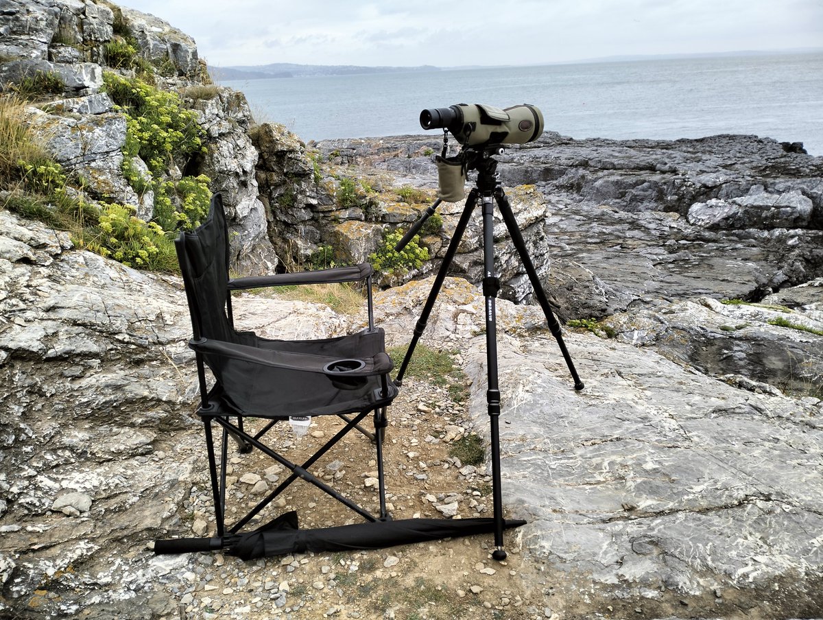 Top morning 😊 at Devon's, Hope's Nose. 07.30-10.15. 150+ Balearic Shears, good views of 3 E S Petrels (08.51, 09.18, 09.36), 6+ Arctic Skuas (2 S 07.40, 6 together N 08.32!), Comm Tern, 37 Sand Terns, 4 Fulms, 5 Manxies, 10+ Comm Dolph. No forecast rain 🌧️!