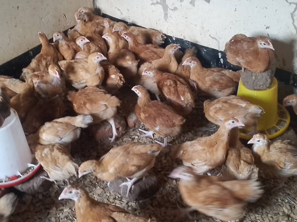IWOP (@iwop2023) on Twitter photo IWOP Northern region activity Divine Mercy poultry farm brings you
One month old SASSO CHICKS, well brooded with all the treatment and vaccines done. Grab yours at only 10k @. Location BOROBORO CITY EAST NEAR UCI NURSING SCHOOL. regional call
0783536673 <a href="/wdn/">Women's Democracy Network</a> <a href="/NimdUganda/">NIMD Uganda</a> IWOP Northern region activity Divine Mercy poultry farm brings you
One month old SASSO CHICKS, well brooded with all the treatment and vaccines done. Grab yours at only 10k @. Location BOROBORO CITY EAST NEAR UCI NURSING SCHOOL. regional call
0783536673 <a href="/wdn/">Women's Democracy Network</a> <a href="/NimdUganda/">NIMD Uganda</a>