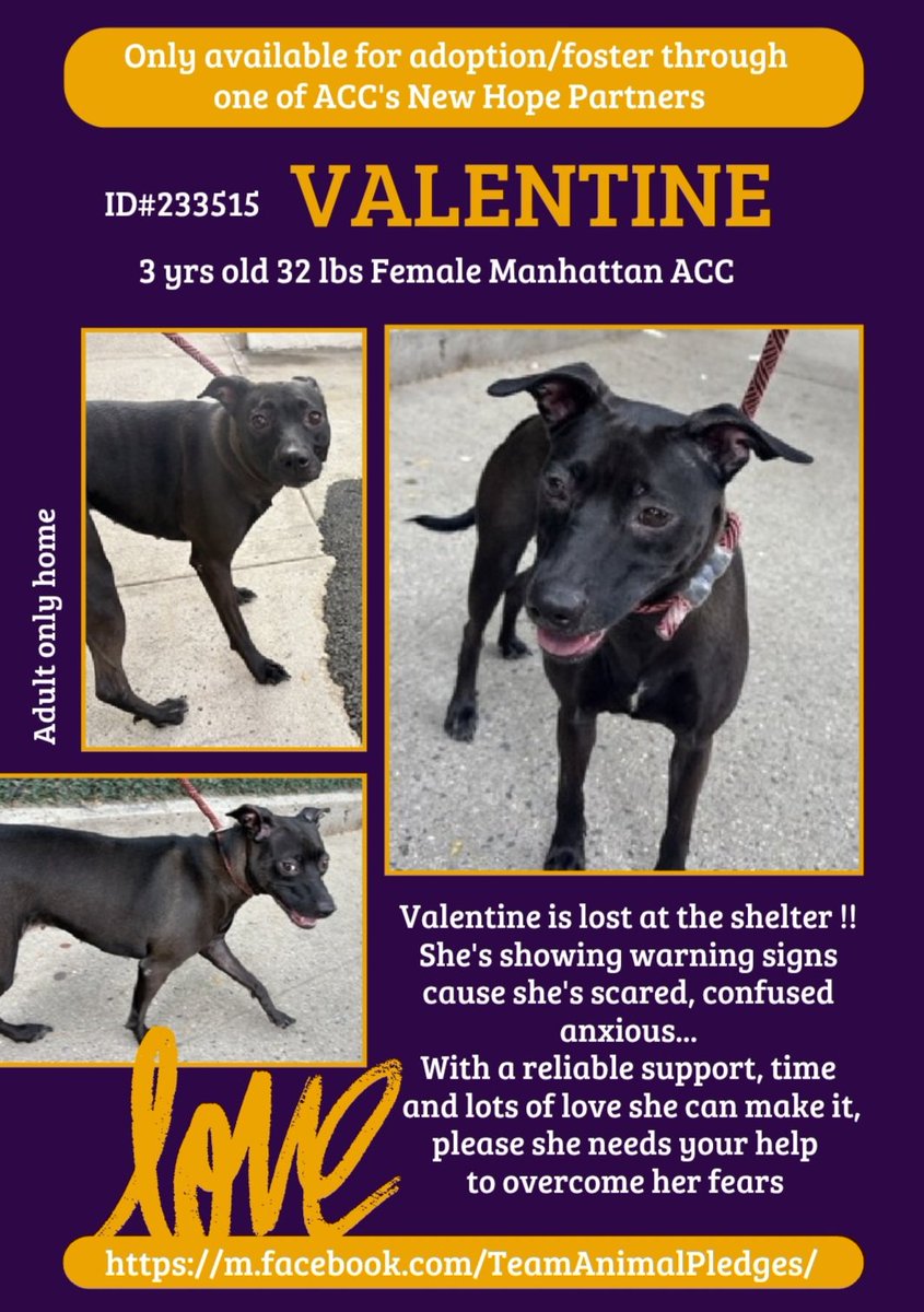 🎯 NHO New intake 
Valentine 3y 233515 #Macc Lovely girl came in Stray she abs terrified stressed Anxious needs patient caring person 2help decomp build trust + Time pls help Dm <a href="/CathyPolicky/">Cathy Policky</a> #FostersSaveLives #Pledge nycacc.app/browse/233515 with ure ❤️ she will shine through