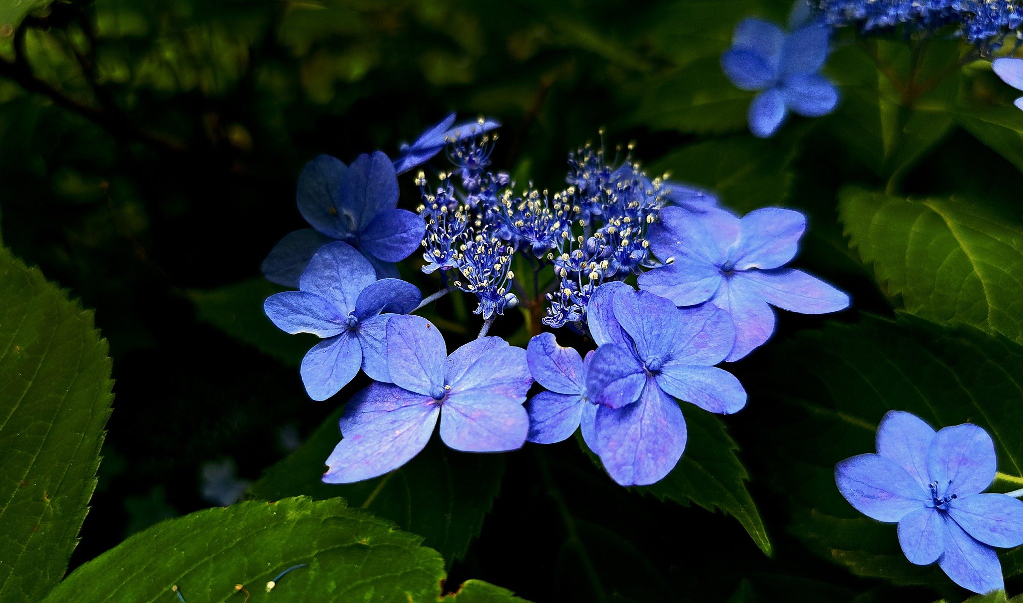 花♪ スプスラッシュ on X: