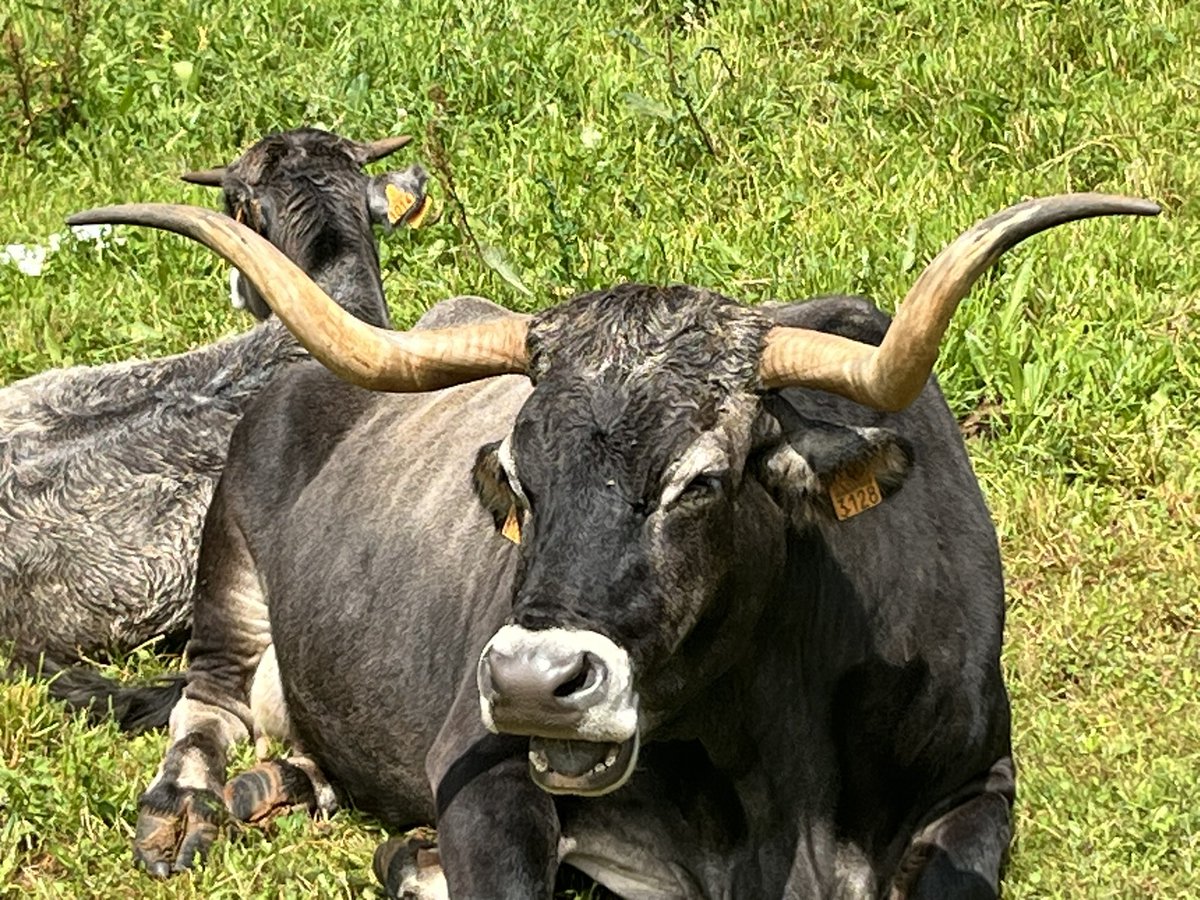 En Cantabria están cambiando el ruido de campanos por el de desbrozadoras, los pueblos por urbanizaciones de veraneo, las tradiciones por ocio turístico, los habitantes por visitantes. Es muy triste y hay que hacer algo ya.