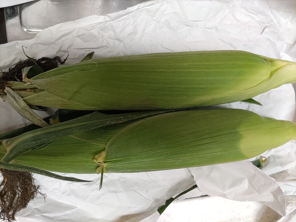 nochi1974's tweet photo. きょう届きました!
生のトウモロコシ🌽初めて食べた。シャキシャキで美味😆😲
茹でたんもおいしかったです😊😊#Fconnect https://t.co/cJTEUljXeW