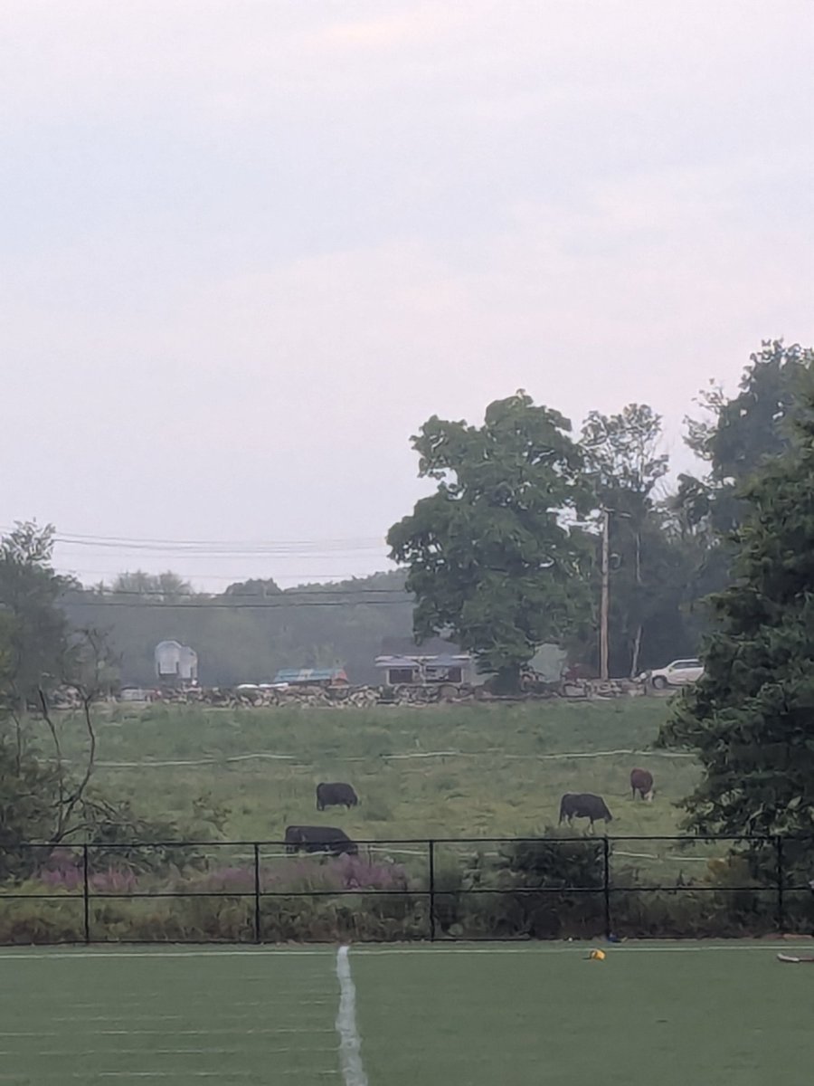 Up with the cows for Speed, Strength and Agility training. GO HAWKS!