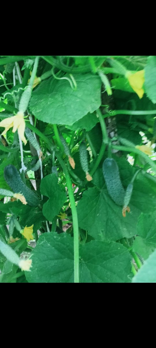 Мамин урожай🔥