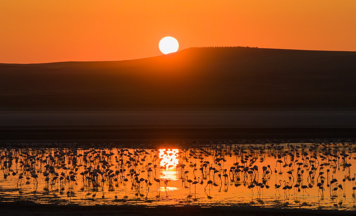 buluttan tweet media