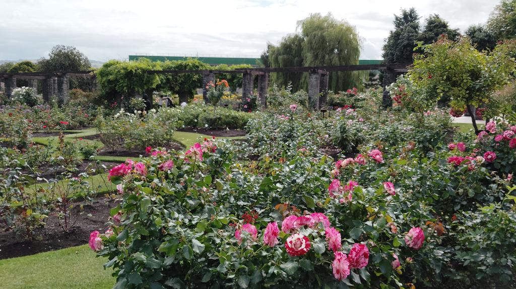 Botanic Gardens Belfast. #roses #Belfast