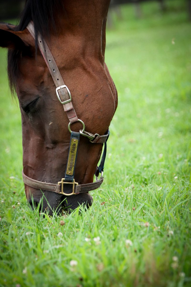 ちのすけ@🐎7th10月以降に日本で .。oO tweet media