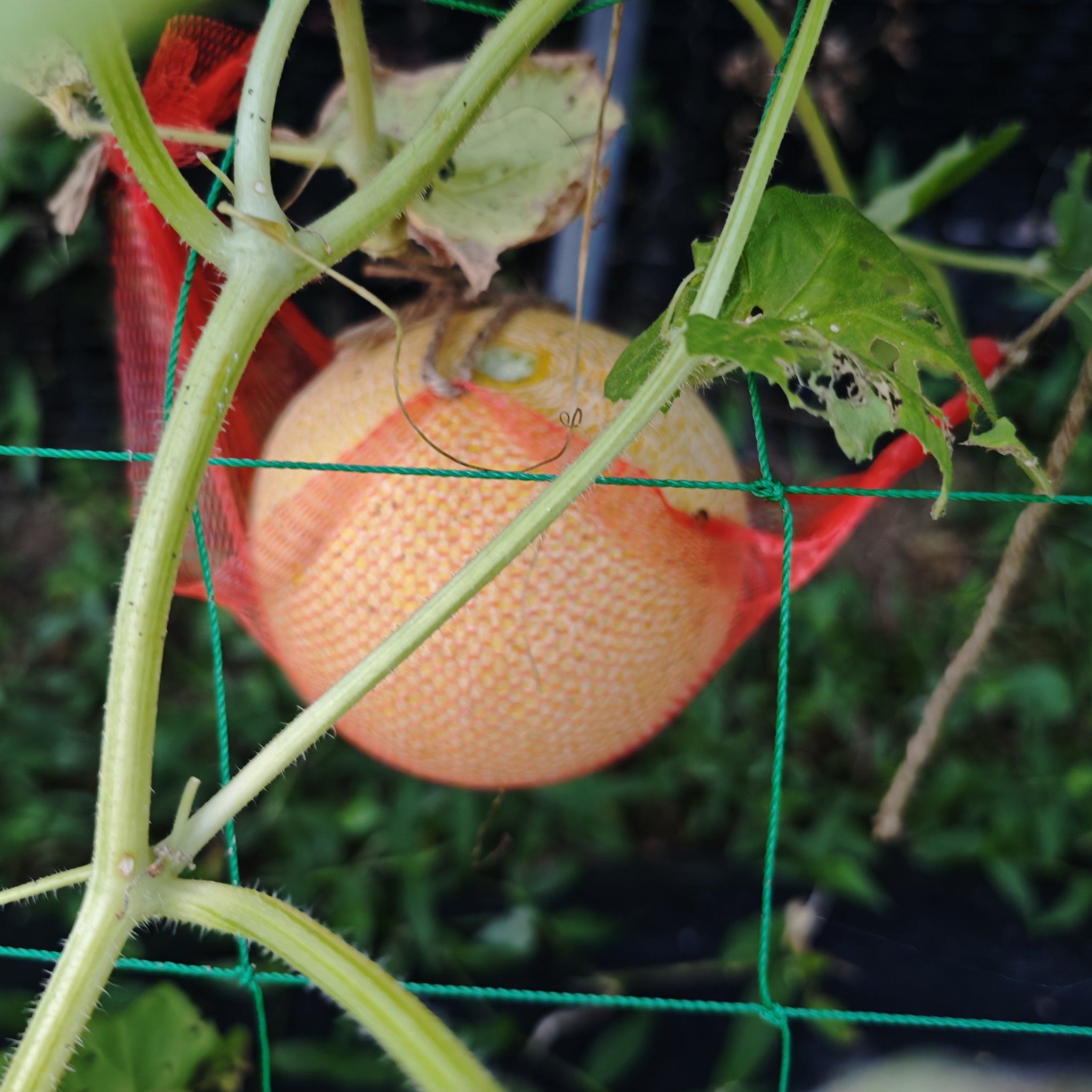 ころたんメロン - Search / X