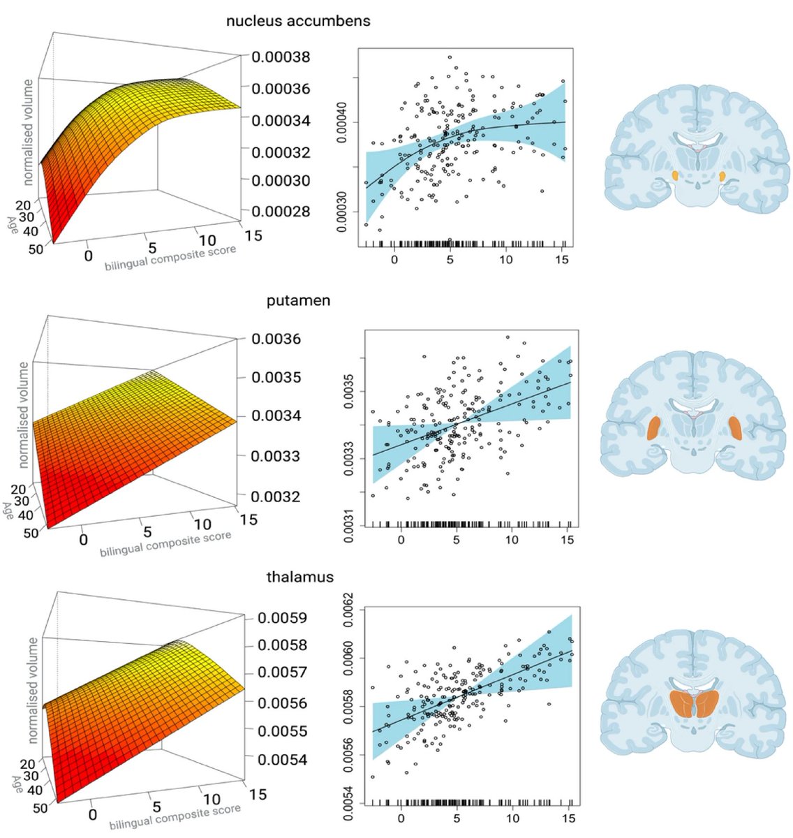 Nicholas Fabiano, MD (@ntfabiano) on Twitter photo Speaking two languages is associated with larger brain volumes.
This is experience-based neuroplasticity. Speaking two languages is associated with larger brain volumes.
This is experience-based neuroplasticity.