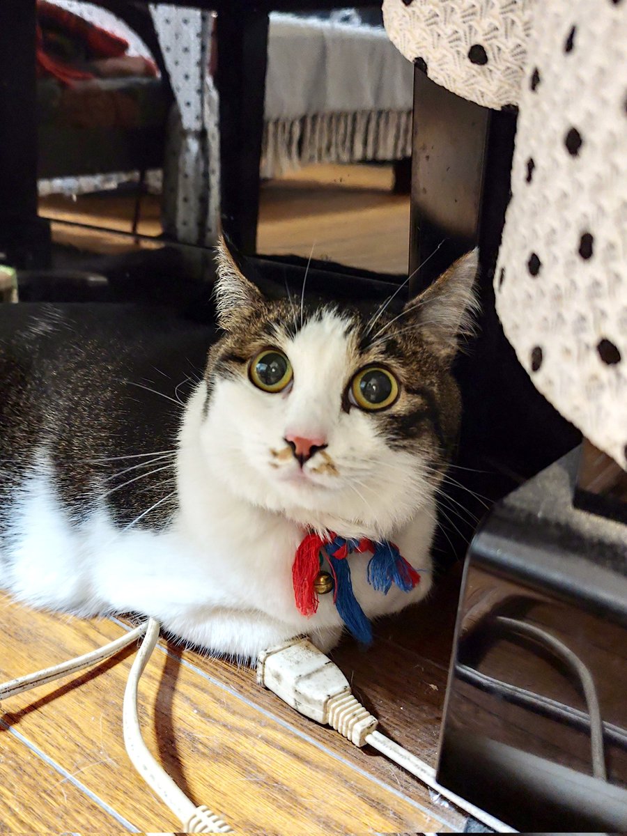 雷に怯えるテン子ちゃん☹️