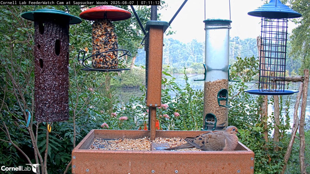 07:11, 8/7   Cozy corner for Mourning Dove  #cornellfeeders