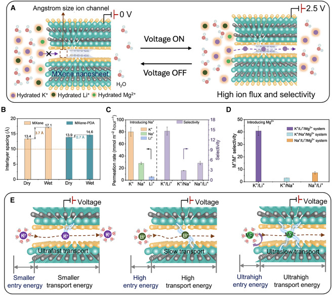Check out our short invited Preview article in Matter: “Voltage-Gated MXene Membranes: Enhancing Ion Selectivity for Ion Separation”. It highlights earlier work published in Science Advances and outlines the potential of MXenes for water desalination.
authors.elsevier.com/a/1lZ2o9CyxdAf…