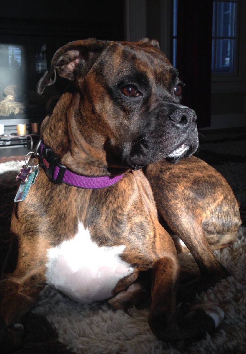 A young, 2 year old Sacha on this #ThrowbackThursday basking in the afternoon sunshine.  Sorely missed. 🦴💚🌈