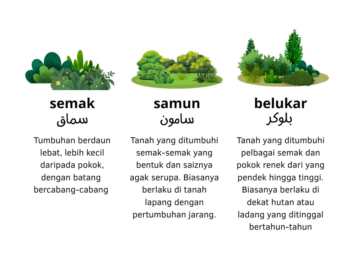 Pascakapmelayu's tweet photo. Beza semak, samun, dan belukar
#semak
#samun
#belukar
#bahasamelayu https://t.co/e7TcvZB84J