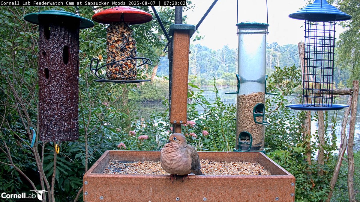 07:20, 8/7  Puffed out chest can be for variety of reasons ...  warmth, defensive posture if predator near, comfort, attract a mate ...   Meanwhile, makes this a pretty shot of this Mourning Dove!  #cornellfeeders