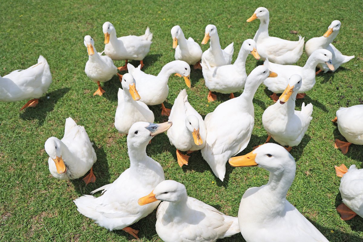 アヒルはどの角度で見てもカワイイ！

ぜひ！アヒルに会ったときは🦆
隅々まで可愛さを観察してくださいね🦆

motherfarm.co.jp/information/ne…
#マザー牧場