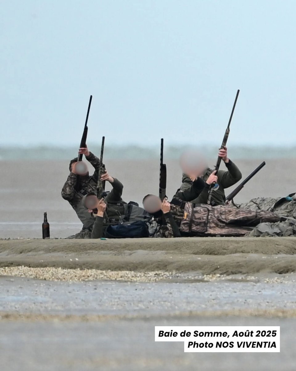 Des  chasseurs en tenue de camouflage sur l'eau, qui tuent de vulnérables et inoffensifs oiseaux en baie de Somme.
Bienvenue au pays de willy, où le siècle des lumières a totalement disparu et où les sanguinaires règnent en maître 😡😡
Qu'on se le dise ça ne durera pas...