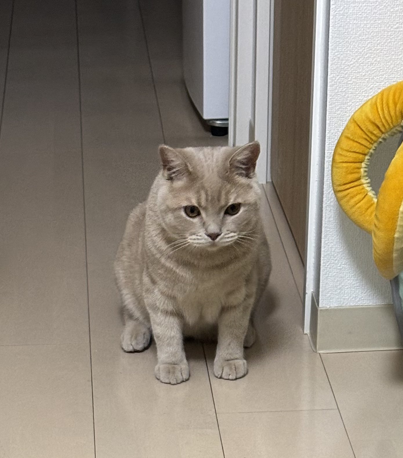 龍ちゃんwith 私 on X: 