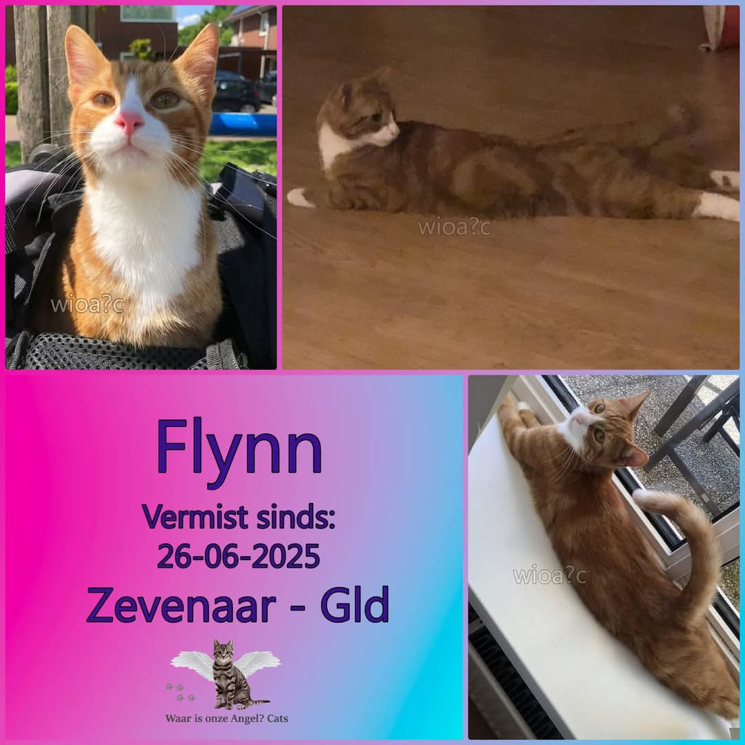 Delen = lief ♥️ Een kennis van mij mist Flynn 😢🐈‍⬛ #vermist #kat #poes #zevenaar #liemers #dieren #zoeken #katten #poezen Weet je iets laat het mij weten aub #dankjewel #vermissing #weggelopen
