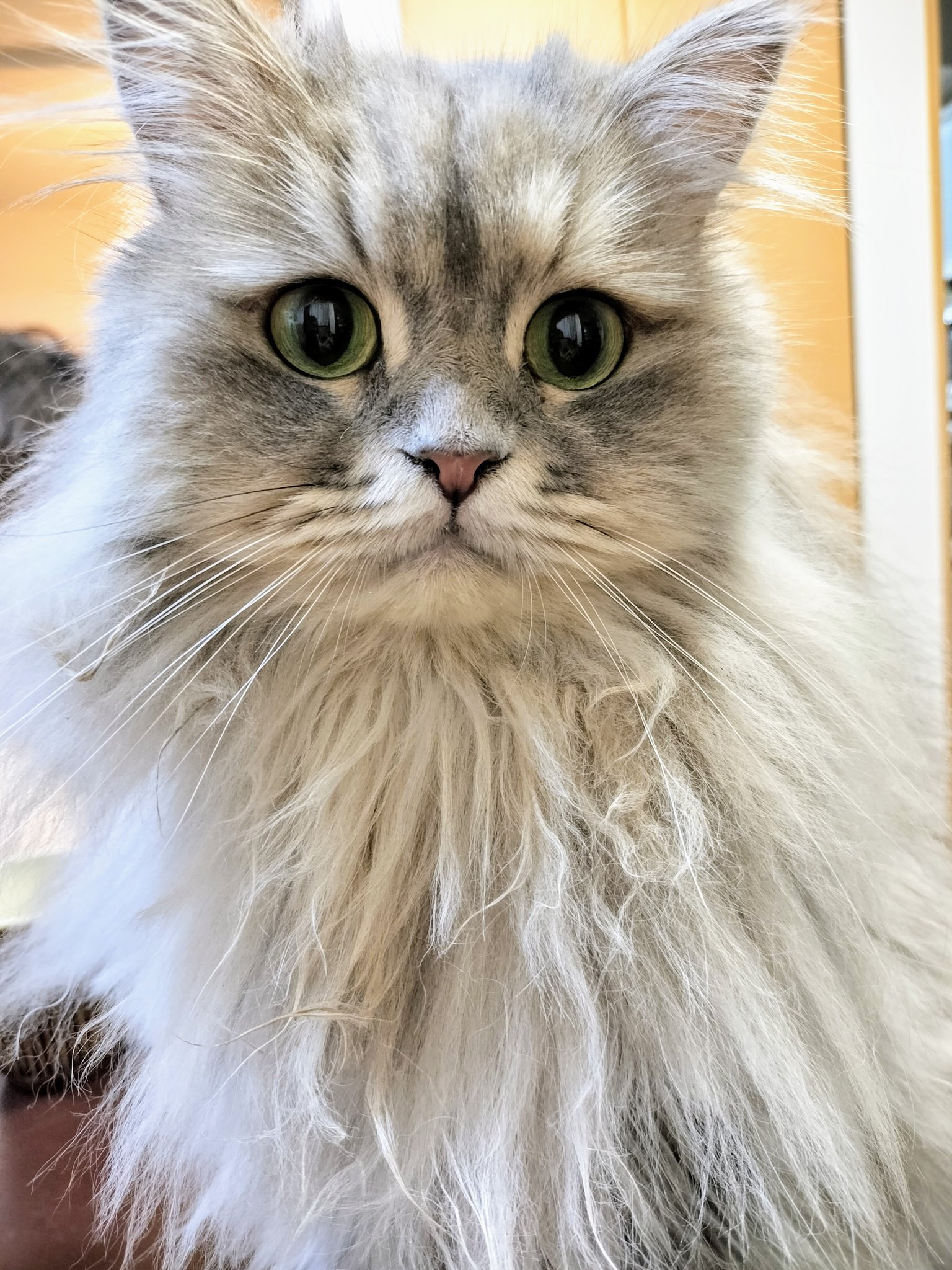 ねこ太郎 sddefault.jpg
