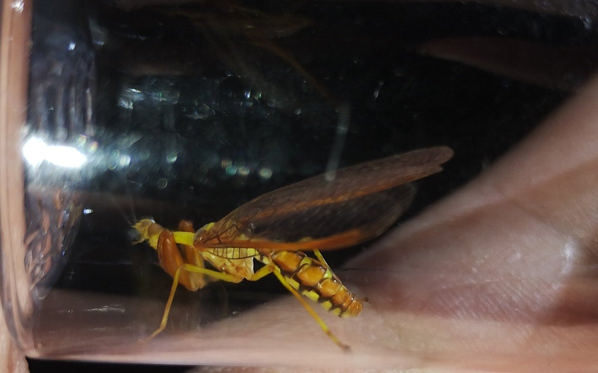 ライトラにカマキリモドキいた！