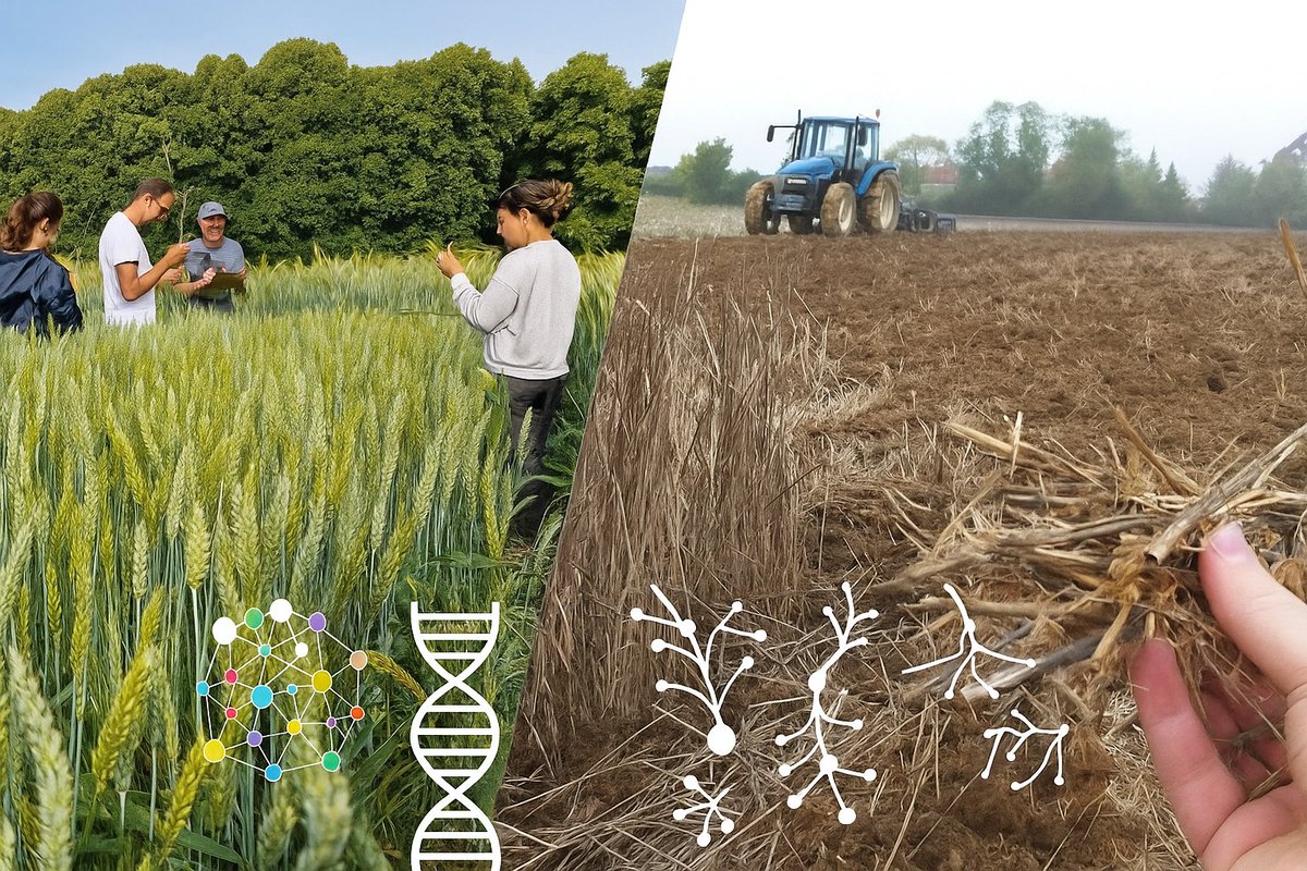 wheatpath's tweet image. 📣 offre de #stage #Master2 / césure 👨‍🎓 début 2026 @INRAE_IDF #BIOGER #AgroParisTech #MIA_PS #ParisSaclay en #statistiques #bioinformatique #écologie : "Analyses de la structure des communautés fongiques de la phyllosphère du blé".
Détails ici ▶️ : bit.ly/4fvGMOa